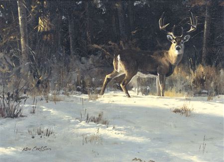 Big Buck in Snow