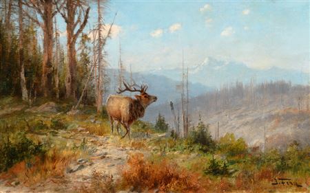 Glacier Park Elk