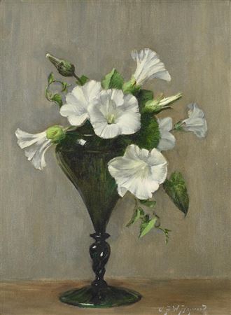 WHITE CONVOLVULUS