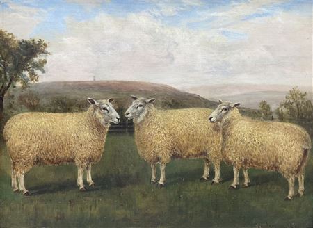 Prize Sheep in a Paddock with Moorland Background