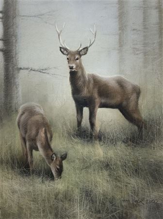 Stag and Doe in Woodland