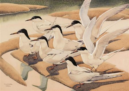 Tern Company, circa 1961