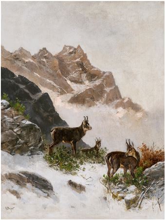 Chamois in the Snow