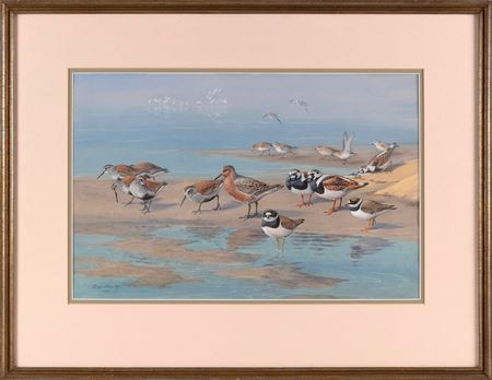 Shorebirds.