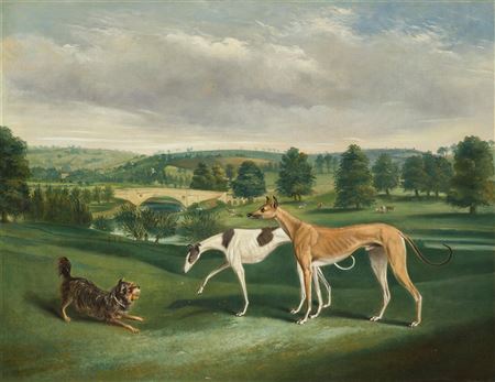 Terrier and Greyhounds