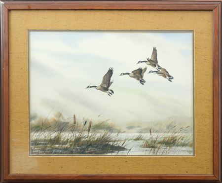 Canada geese landing in marsh