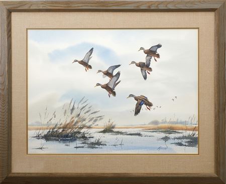 Black ducks landing in marsh.