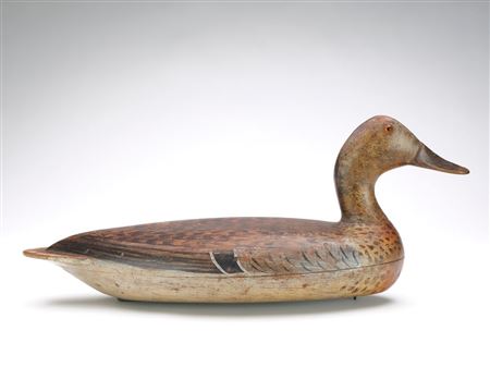 Mallard hen