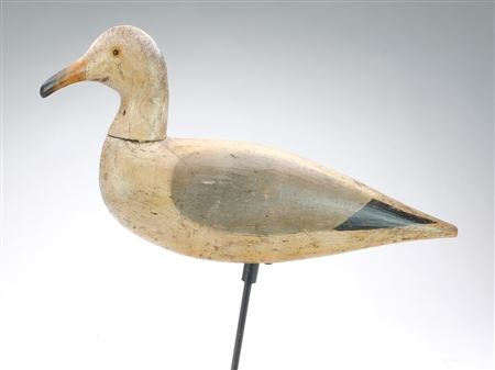 Herring gull