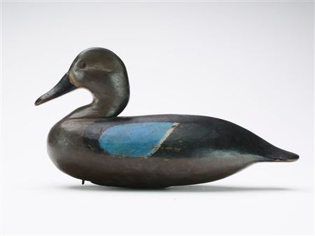 Bluewing teal