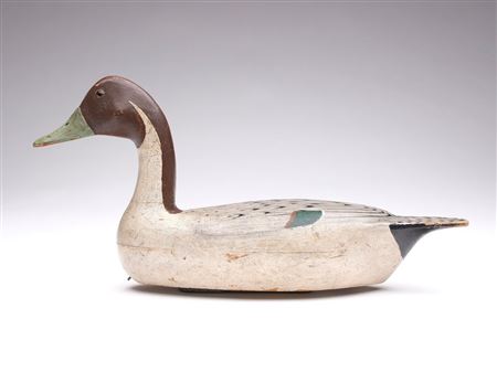 Pintail drake