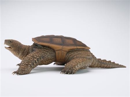 Common snapping turtle by Eddie Wozny - Auction record, sale price, and art valuation. Compare with similar artists and explore comparable artworks.