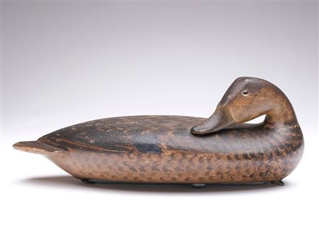 Black Duck