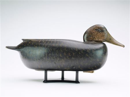 Black Duck