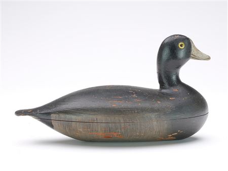 Coot