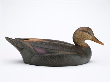 Black Duck