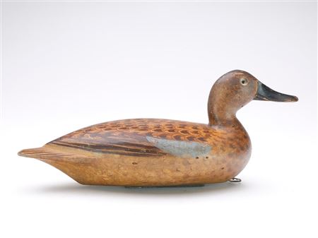 Bluewing teal hen