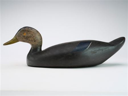 Black Duck