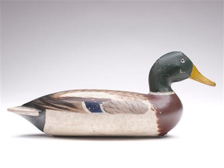 Mallard drake