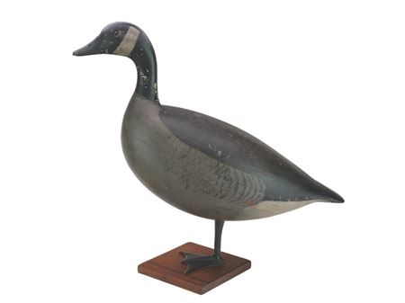 Canada Goose