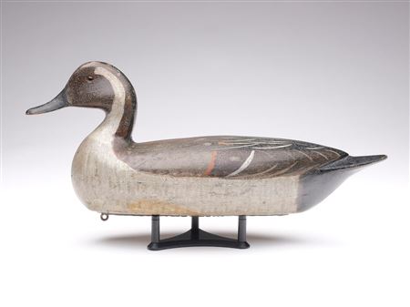 Pintail drake