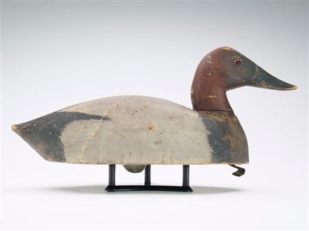 Canvasback