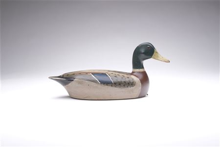 Mallard drake