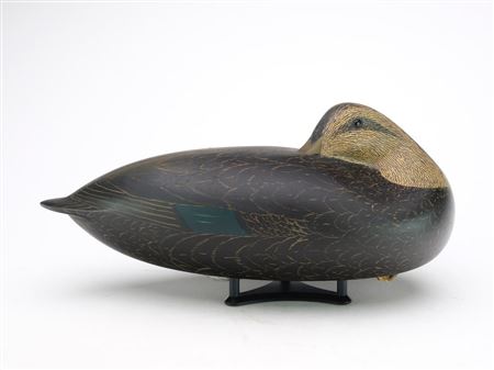 Black Duck