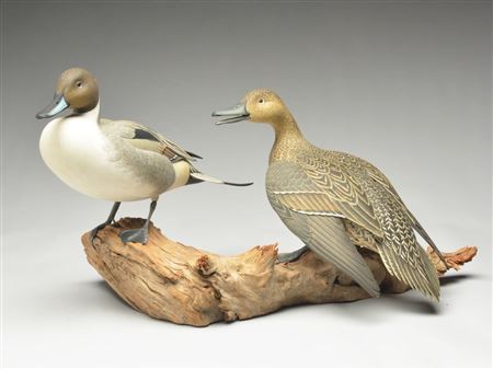 Pair of standing pintail