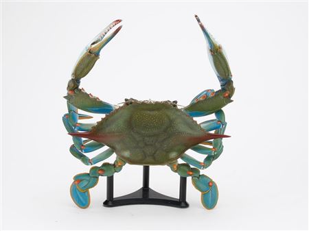 Blue crab