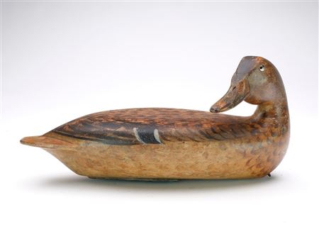 Mallard hen