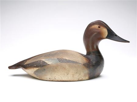 Canvasback Hen
