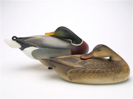 Pair of oversize preening mallards