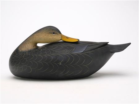 Black Duck