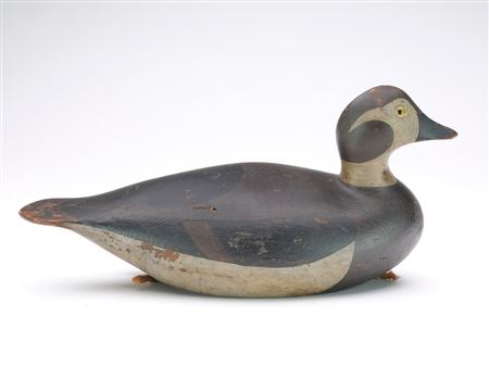 Duck hen
