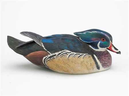 Wood duck