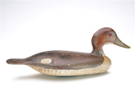 Merganser hen