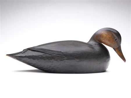 Black Duck