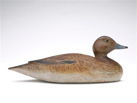 Widgeon hen