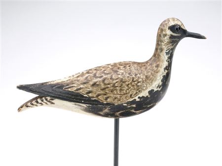 Bellied plover