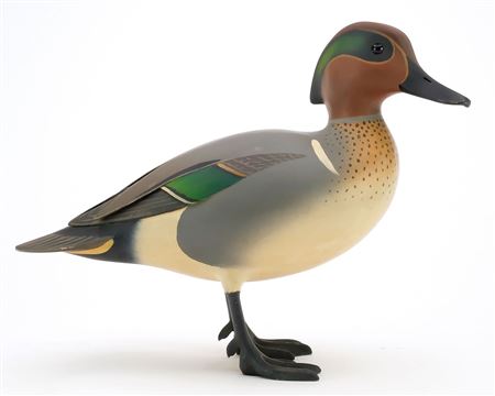 Standing greenwing teal