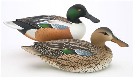 Pair of shoveler with slightly turned heads (2)
