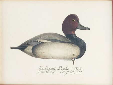 Ward redhead
