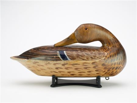 Outstanding preening mallard hen