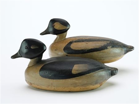 Diminutive pair of buffleheads with extended crests and tack eyes.
