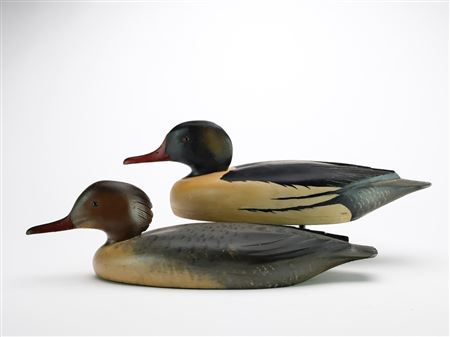 Rigmate pair of American mergansers.