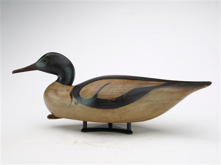 American merganser drake