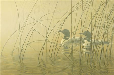 Loons in Morning Mist