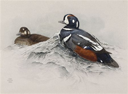 Harlequin Ducks