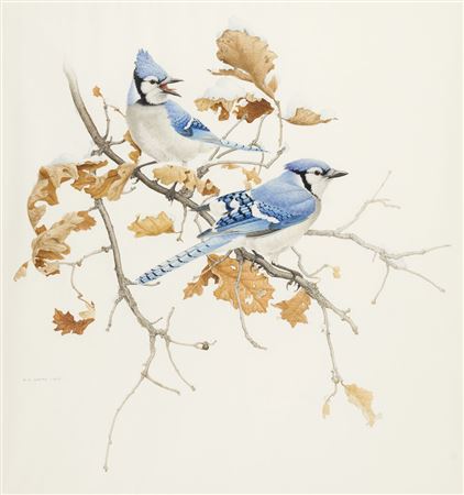 Blue Jays